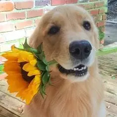 Girasol